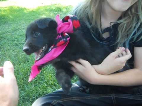 Ebony at 7 weeks of age