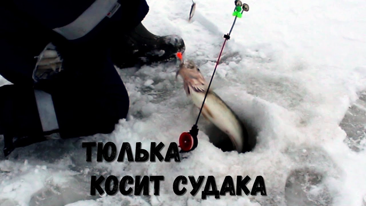 Ловля судака зимой на тюльку: как правильно насаживать, как рыбачить