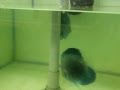 Guarda video