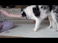 Insane Canine Self Control!- Clicker Dog Training Tricks