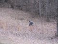 Black Powder Bomb
