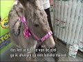 Man bijt hond - Maxi stock Vierstraete reclamespot Man bijt hond - Maxi stock Vierstraete reclamespot