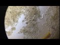 菌種養殖現場實際影片