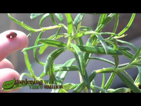 how to control oleander aphids