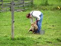 large horse tramples a sheep