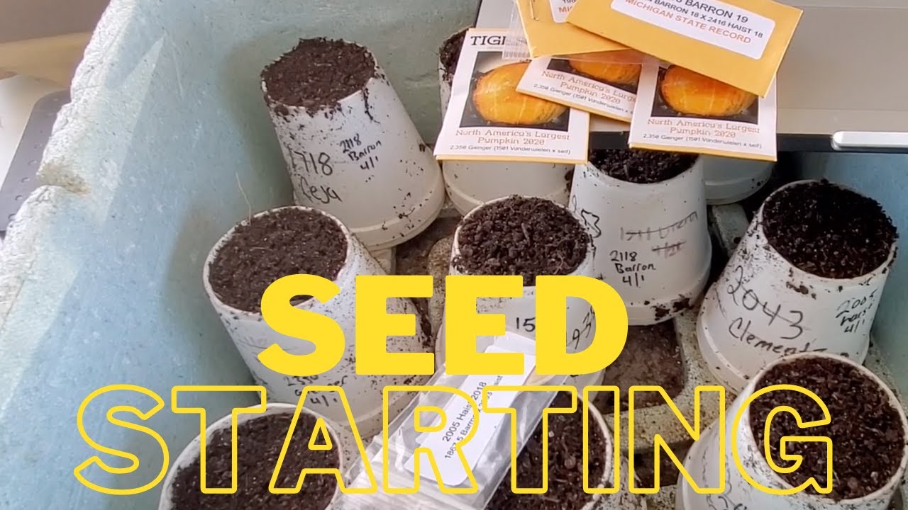 GIANT Pumpkin Seed Starting 2021