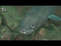 Conger eel Plymouth underwater diving video Conger eel Plymouth underwater diving video