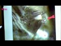 Evidence of Aliens? - I Believe in ufos: Danny Dyer - Highlight - BBC Three