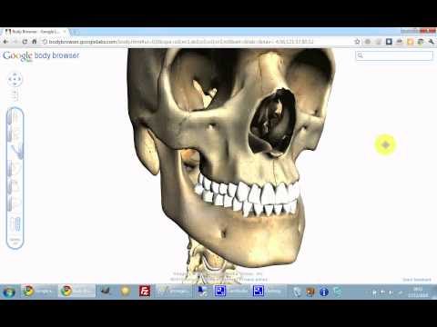 google body browser - http://www.bygeco.it/ Body Browser - Google ne ha fatta un'altra: Body Browser, un'applicazione basata su WebGL che permette di esplorare il corpo umano così...