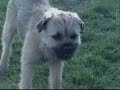 Border Terriers in the garden Border Terriers in the garden
