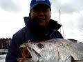 My first Jewfish on plastics