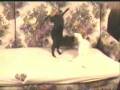 Kung Fu Chihuahua.wmv