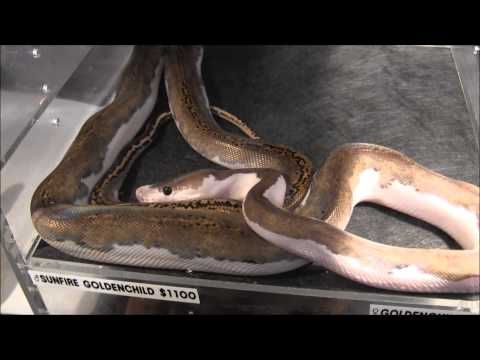 YouTube reptile video