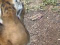 wroc?awskie Zoo - tygrysek wroc?awskie Zoo - tygrysek