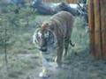 wroc?awskie-Zoo---tygrysek