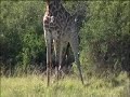 Shamwari: A Wild Life - Episode Two Preview: Giraffe Birth Shamwari: A Wild Life - Episode Two Preview: Giraffe Birth