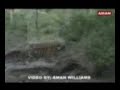 Churbera Tigress - Bandhavgarh National Park