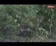 Churbera Tigress - Bandhavgarh National Park