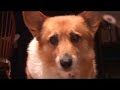 Corgi Footage for Walruz