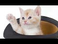 MUSICAL ANIMALS - Funny Cats Singing - Kitten - Childrens Music Kids Songs.