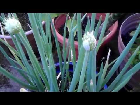 how to harvest onion seeds