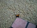 Lepidoptera Addition Lepidoptera Addition