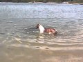 | Whippet Lilli versucht sich im Tauchen ~> Whippet Lilli "Thalia vom Kleinen Berg" beim Tauchen ()