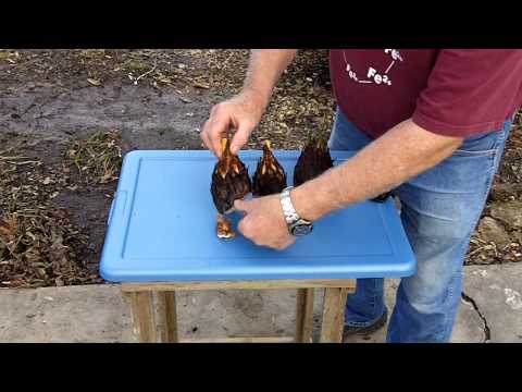 how to harvest cycad pups