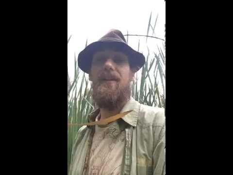 how to harvest yarrow