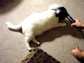 Cat With Electric Massager Icon