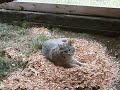 bobcat 1-10-08 032.avi