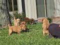 Puppy Polka Puppy Polka