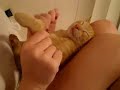 my cat wont wake up
