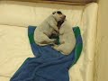 http://australiandog.at   2008-11-13