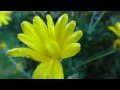 New Year Flowers.wmv