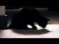 videos de Another friggin cat video
