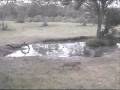 videos de Leopard-Elephant Plains