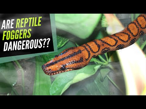 YouTube reptile video