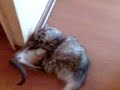 El gato antipático... El gato antipático...