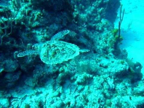 Mergulho em Grand Cayman - Tartaruga Marinha