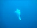 Manta rays secret. theoikaris.com Manta rays secret. theoikaris.com