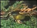 SNAKE vs. LARGE-SLUG