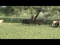 Bocephus (Bo) working calves part 3