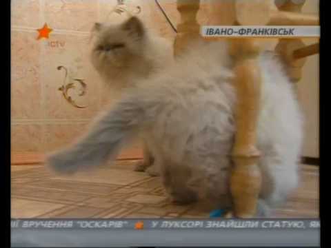 Просмотр видео
