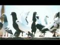 YANARIM, Aykut, Aykut ilteR, eski defter, zuzu, saf asik, menajer, 05433673667,