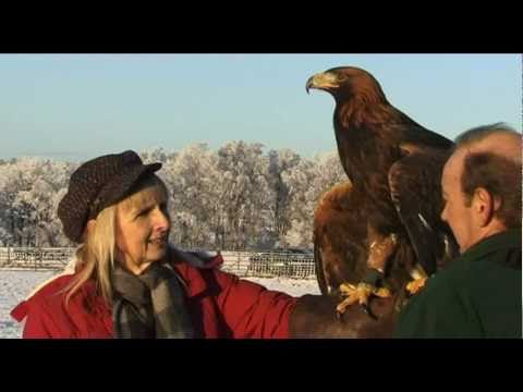 golden eagle