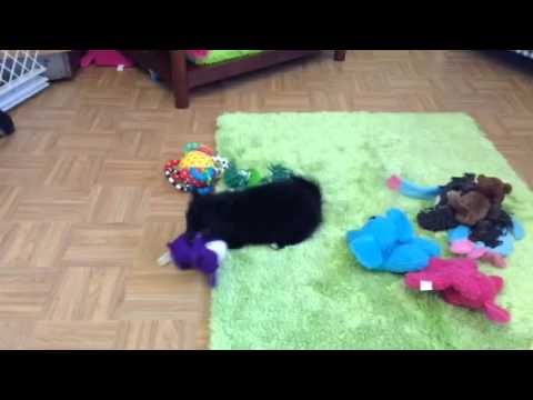 Black PomChi at play!