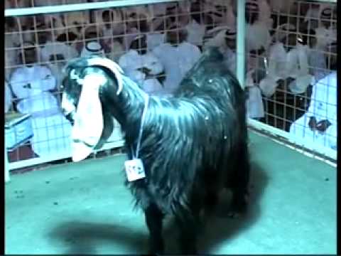 الجزء السادس لمزاد ديراب_x264.mp4