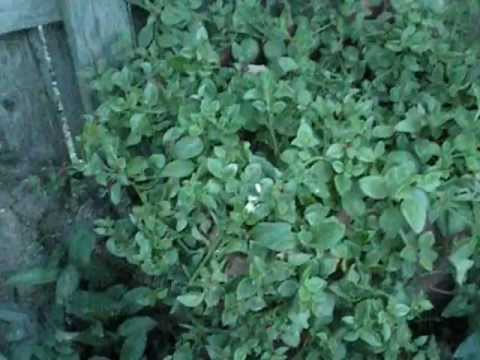 how to transplant ice plant