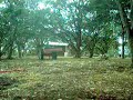 9N Pulling Down Tree\